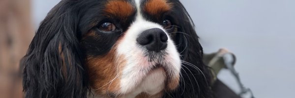 timothy_stanley Profile Banner