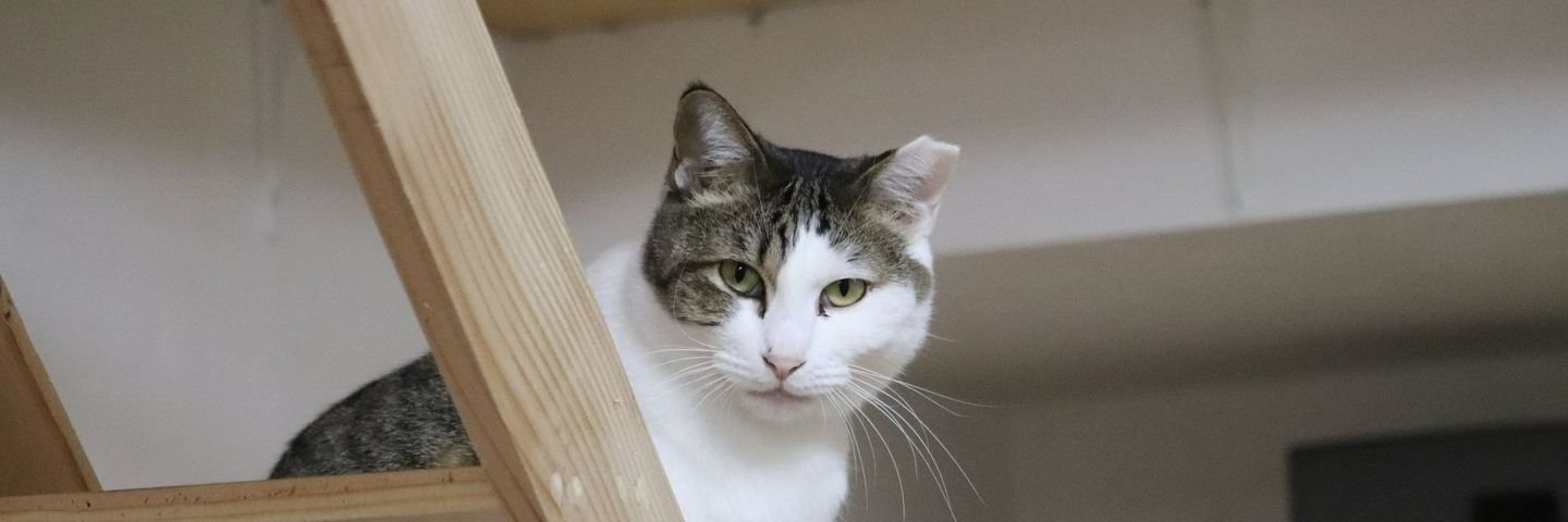 saisai23504's profile banner image