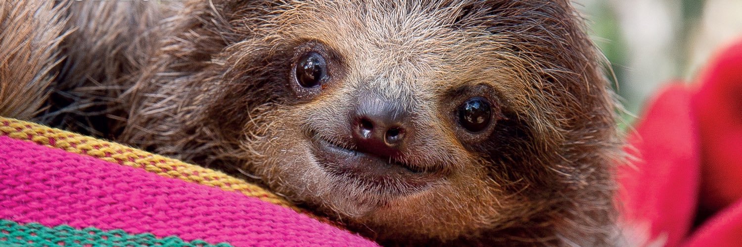 slothville's profile banner image