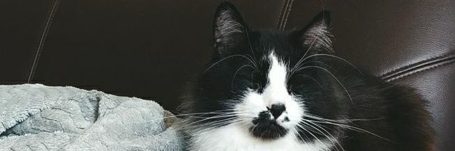 mery_Tjames's profile banner image