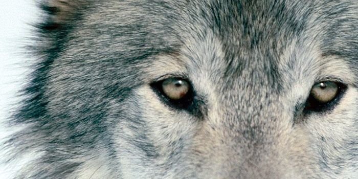 ผักชีใต้ต้นสนใหญ่ banner