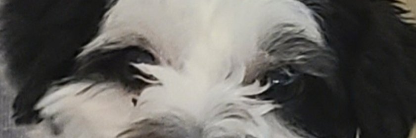 searchdarksky's profile banner image