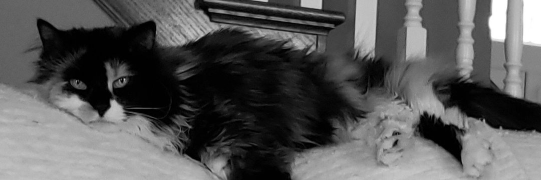 sleehasi's profile banner image