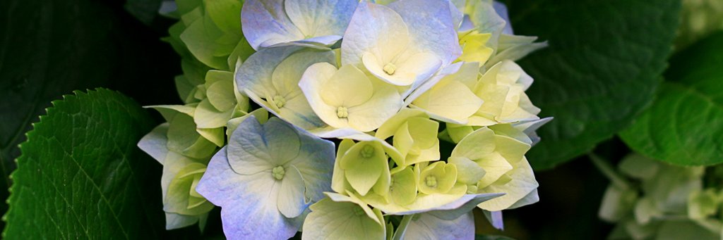 Dianne Edwards banner