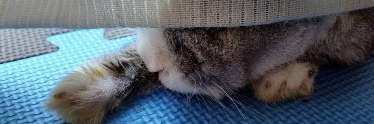 たあた(裏守備表示) banner