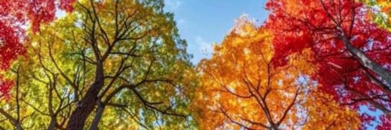 LAW AND ORDER banner