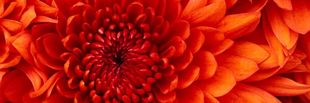 sdeepa8's profile banner image