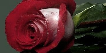 abdakimova27's profile banner image