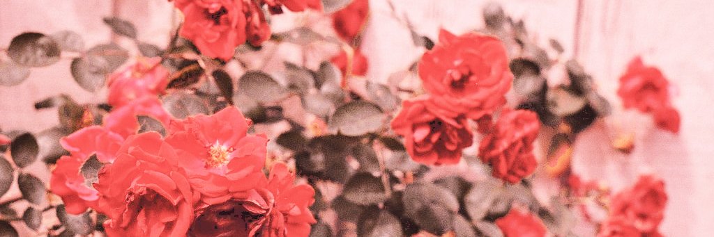 almighty_bini's profile banner image