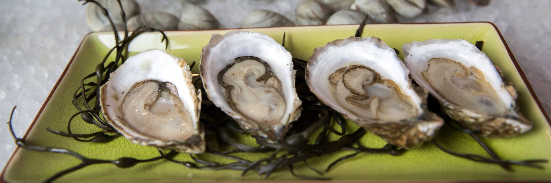 Wellfleet Shellfish banner