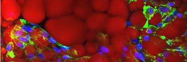 stemcellsurgeon's profile banner image