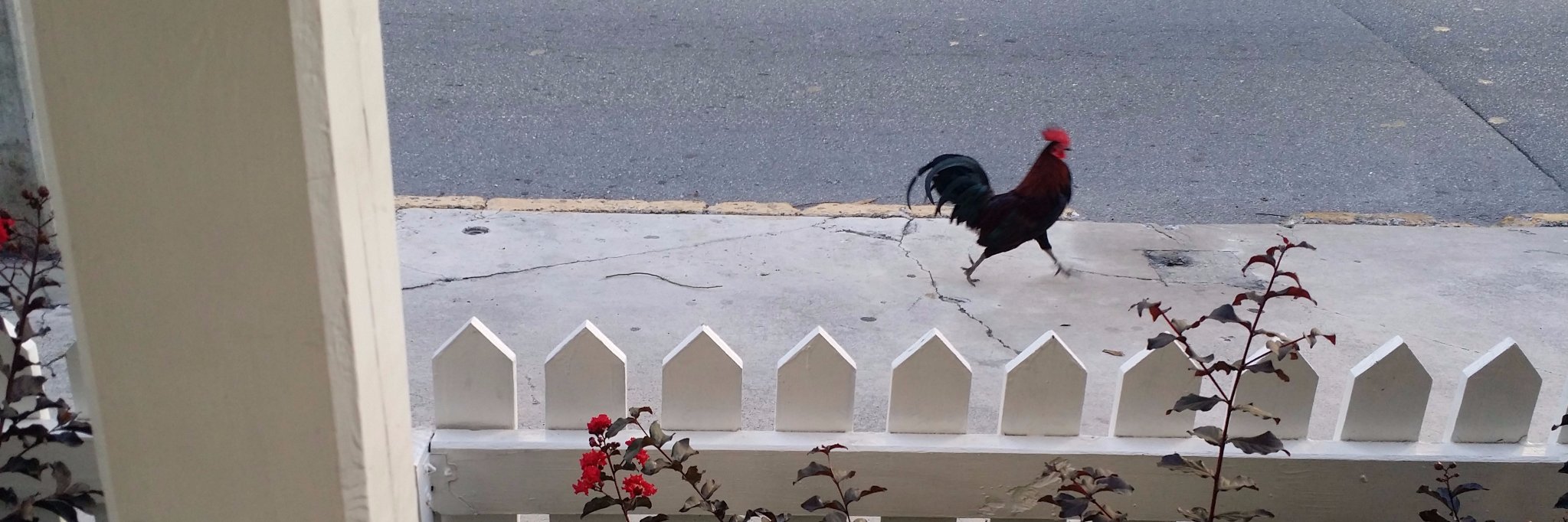 Beatriz Lizarraga banner