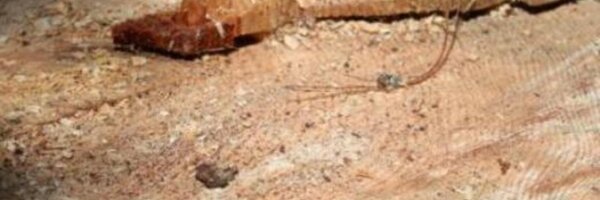 Chunior Profile Banner