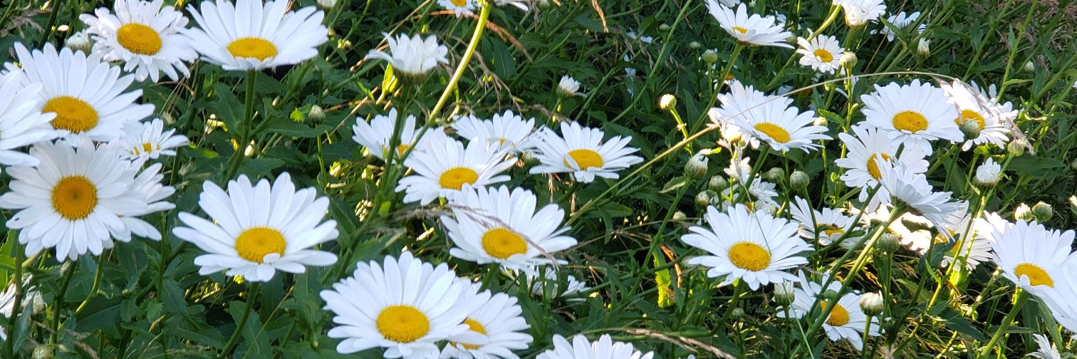 ccocuchi's profile banner image