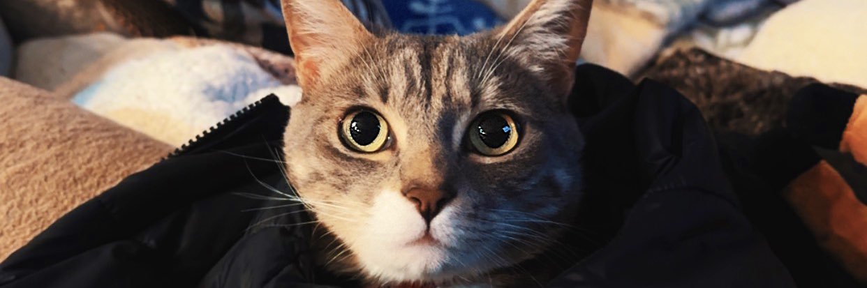 ThatBeastKevin's profile banner image