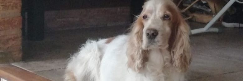 leichumarchese's profile banner image