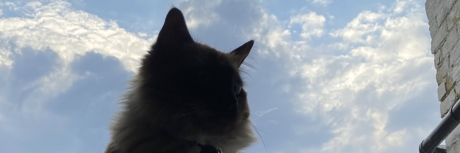 sofiavvarela's profile banner image