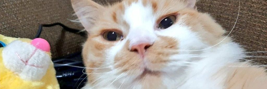 flachroberta's profile banner image