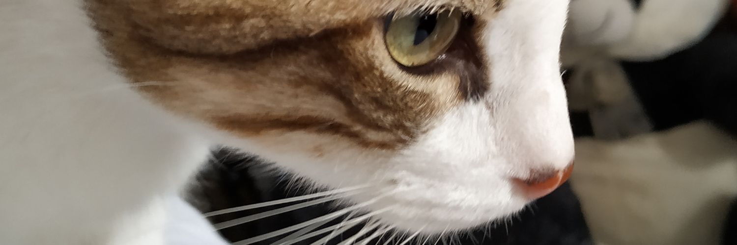JuCSPimentel's profile banner image