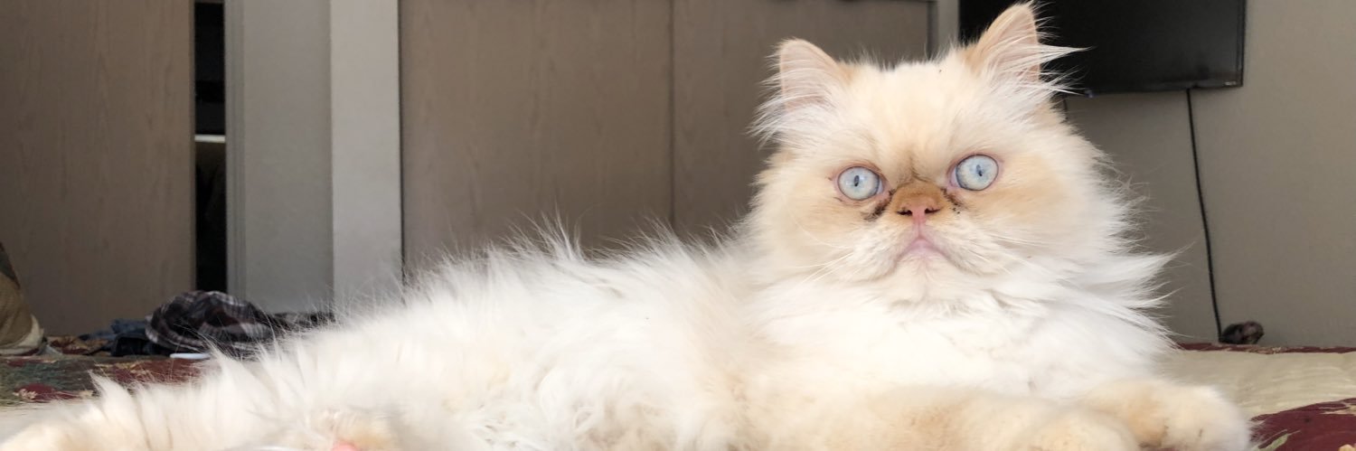 MaytaAbby's profile banner image