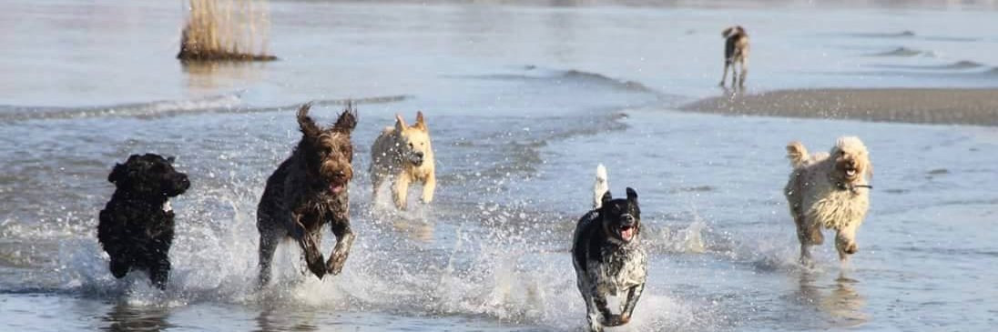 BNADOGS's profile banner image
