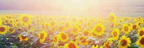 LadyKatherine95's profile banner image