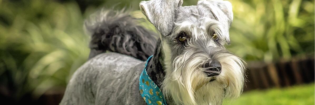 schnauzerza's profile banner image