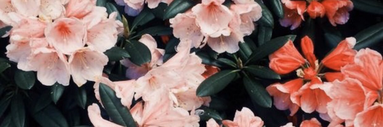 hollyfllower's profile banner image