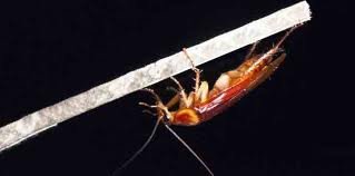 RoachRich's profile banner image