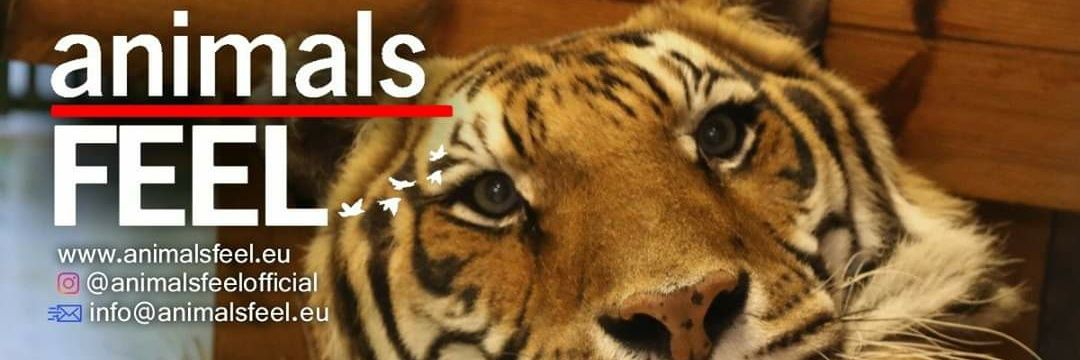 Animals_Feel's profile banner image