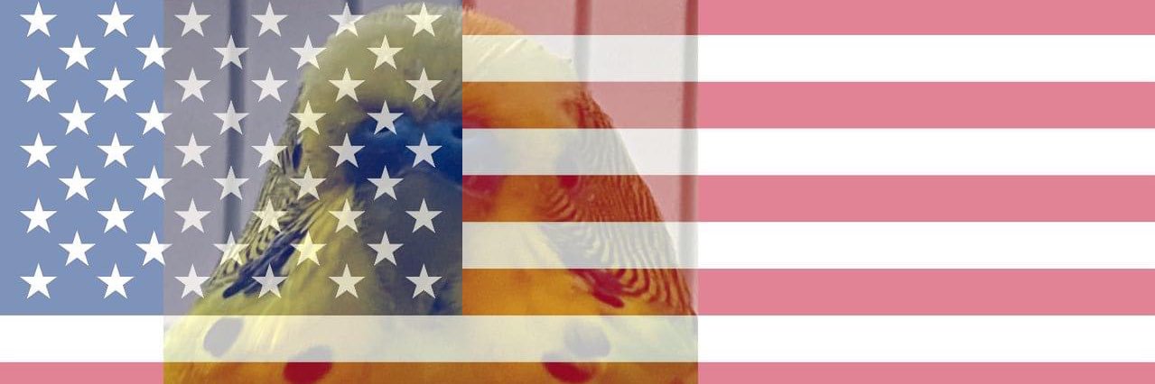 birb enthusiast banner