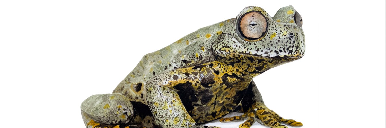 Noemí Cevallos banner