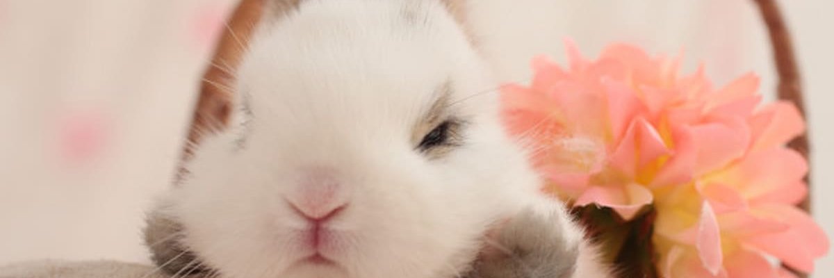 BunniesOP's profile banner image
