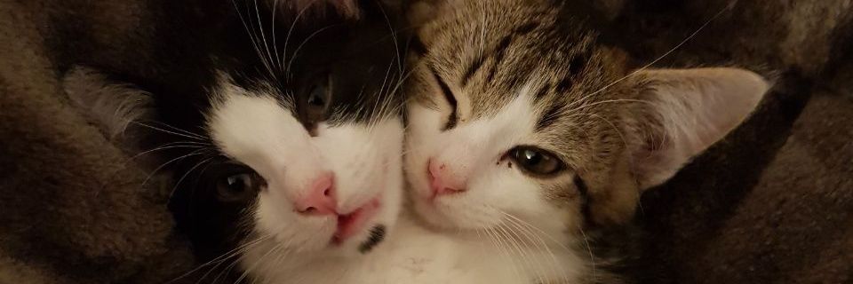 Cyb3rB3ar's profile banner image