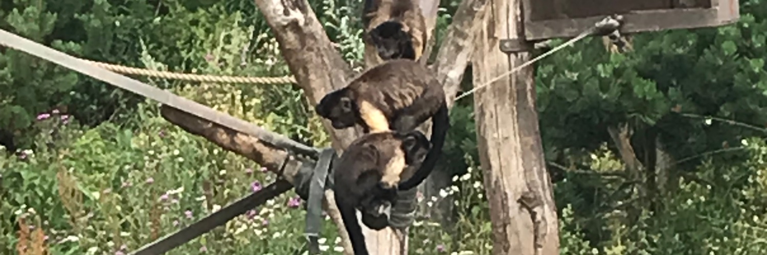 Prof. Amanda Seed banner