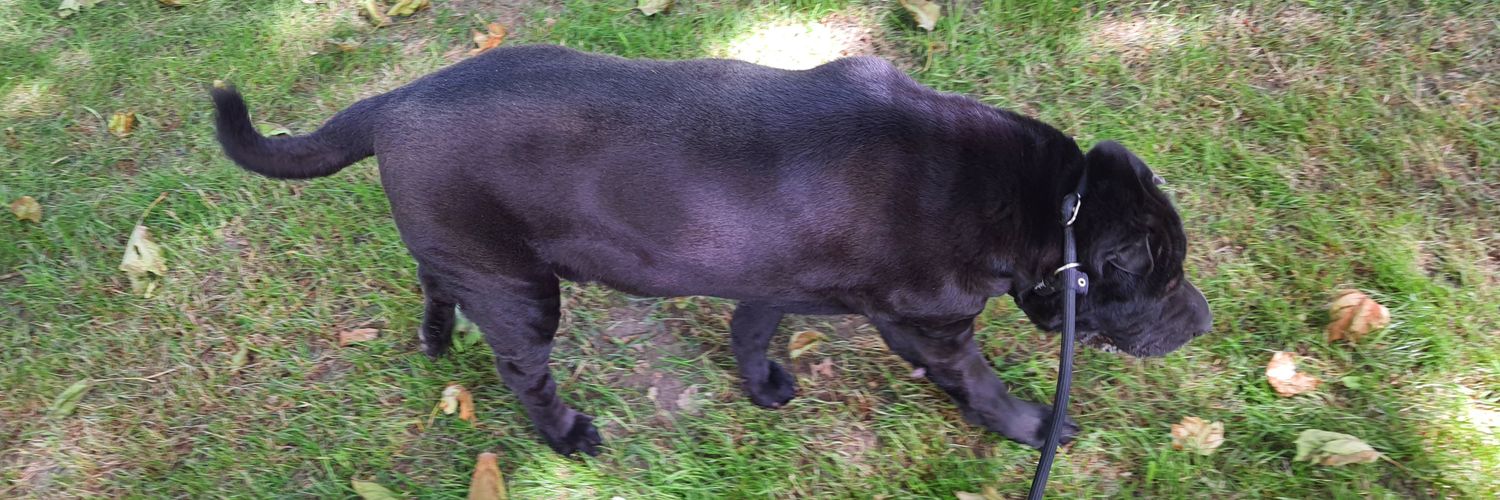 calamarities.bsky.social banner