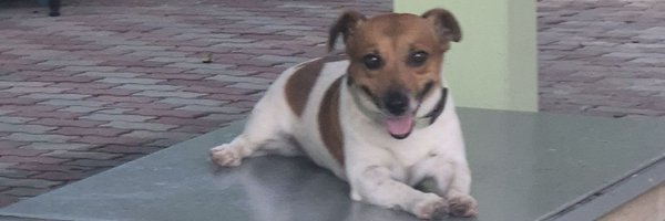 tonphais Profile Banner