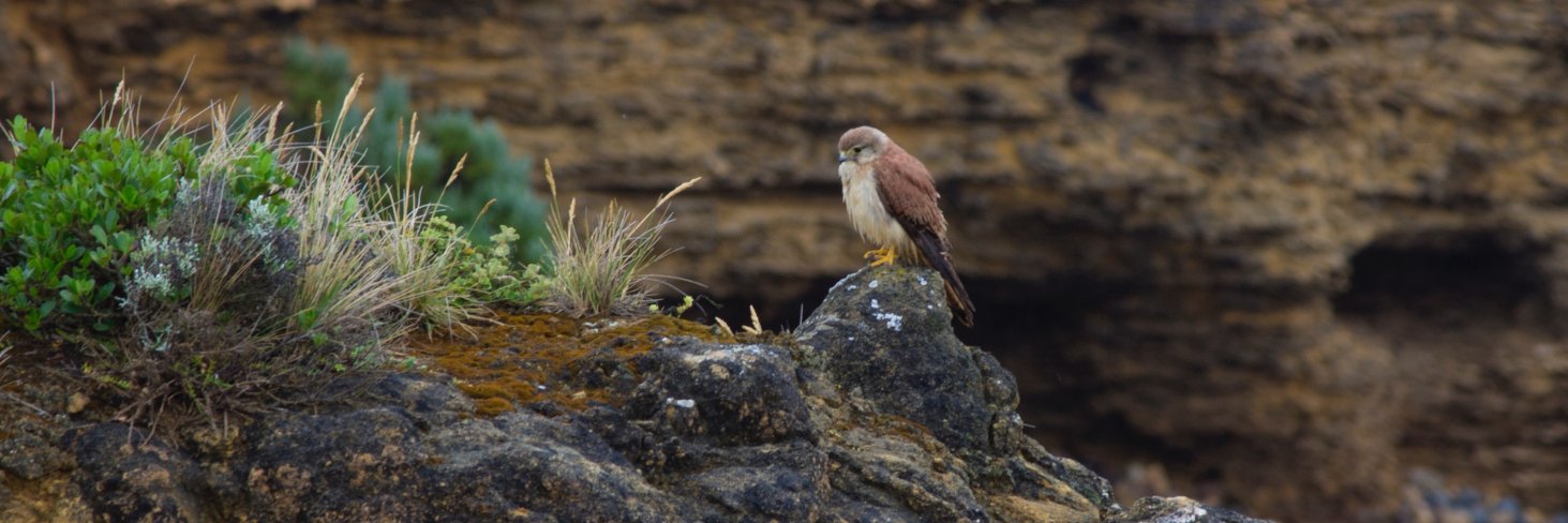 Tarika Vijayaraghavan banner
