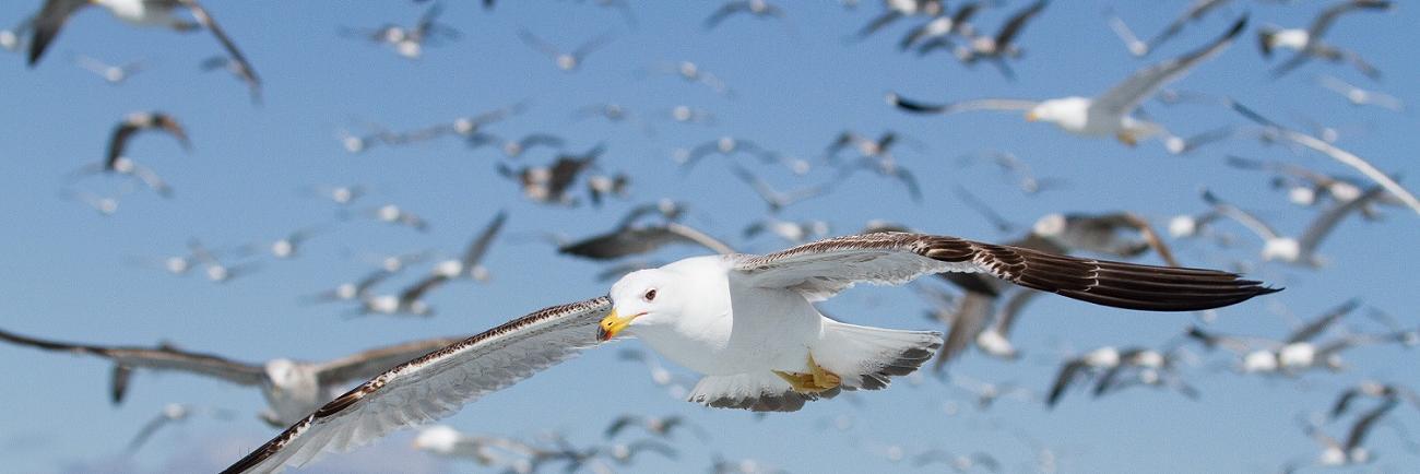 SaveSeabirds's profile banner image