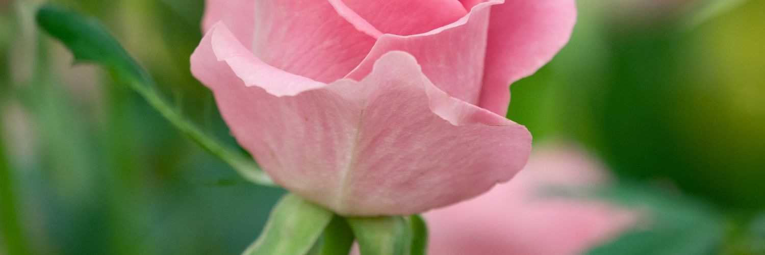 fathwna's profile banner image