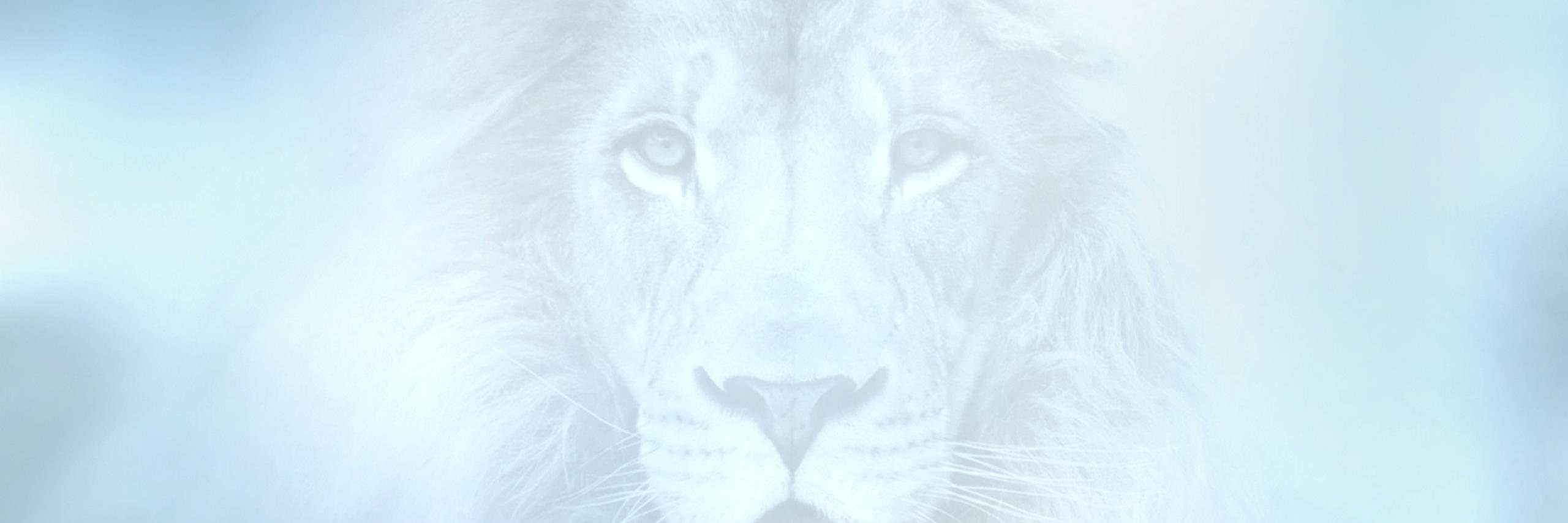 LionsInTheCloud's profile banner image