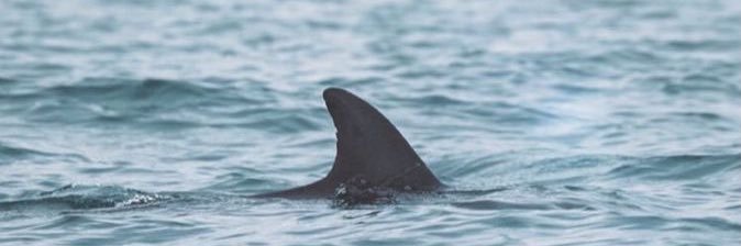 ☻ taylor ☻ banner