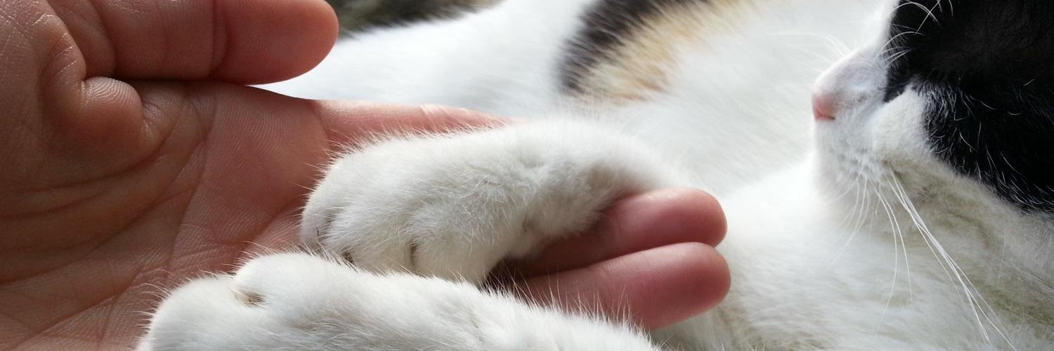 nocatkill's profile banner image