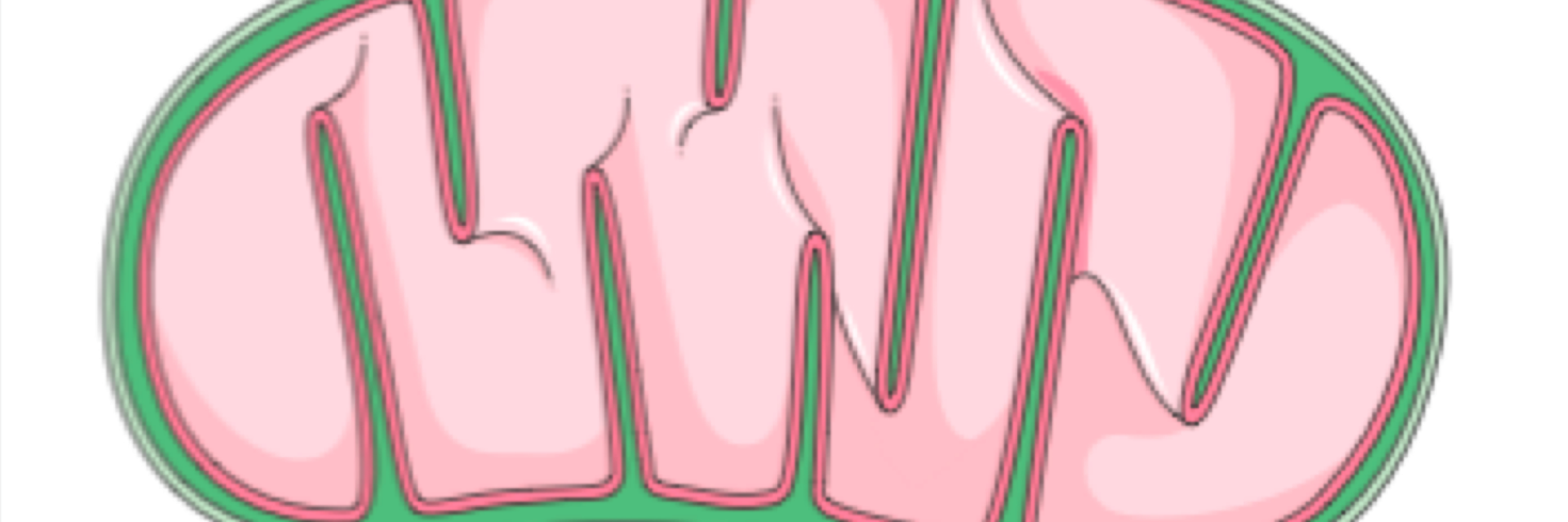 MightyChondria6's profile banner image