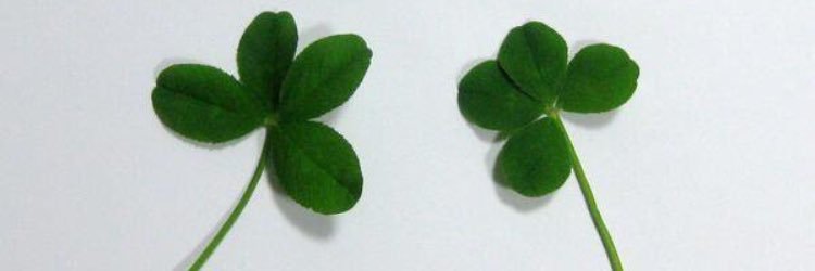 harumakidayone's profile banner image