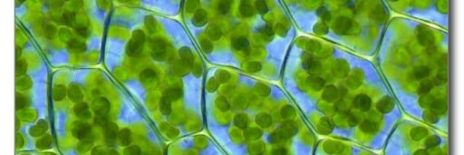 2KulChloroplast's profile banner image