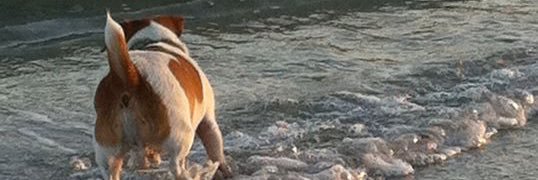 dbucciero's profile banner image