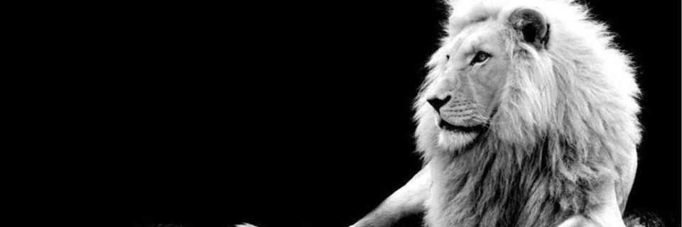 BONKAWIN's profile banner image