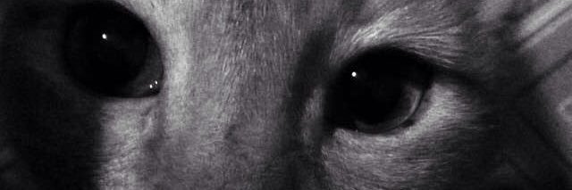 _jedang's profile banner image