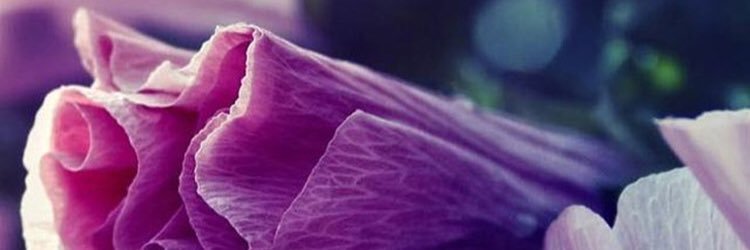 MissJnellie's profile banner image